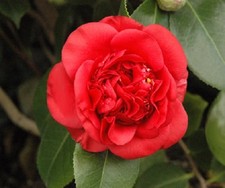 ( 1 )- April Tryst Red Camellia Japonica - Starter Plant ( 4L ) ( 1 live plant ) picture