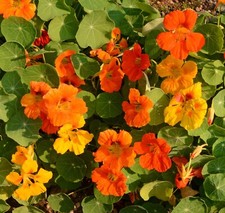 Nasturtium - Jewel Mix, 50 Seeds Per Packet, Non-GMO picture