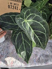 Anthurium Crystallinum WellRooted XXXL  Large  PLANT  picture