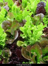 800+ LEAF LETTUCE SEEDS GOURMET SALAD BLEND FRESH HARVEST FOR GARDENS picture