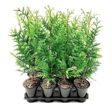 Thuja Green Giant | Quart | Thuja standishii x plicata | Low Maintenance | Hardy picture