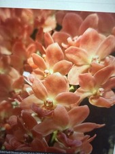 ORCHID PLANTS Rhy Gigantea Orange Vanda in pot one plant plus 1 free =2 picture