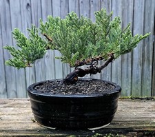 Juniper Bonsai In 8 Inch Ceramic Pot. 9 Year Old Beauty.  picture