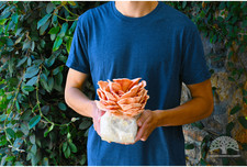 Pink Oyster Mushroom Grow Kit by Oakland Mushroom Company picture