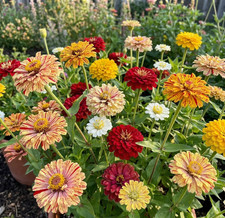 Zinnia CANDY CANE Garden Mix Striped Red White Ylw Cut Flower Non-GMO 150 Seeds picture