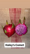 Mature “HALLEY’S COMET” Dragon Fruit Cuttings picture