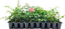 Crape Myrtle Tuscarora | Live Plants | Lagerstroemia Indica | Beautiful Low... picture