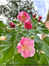 Tri Color Confederate Rose - Hibiscus mutabil (pink White) Two rooted plant picture