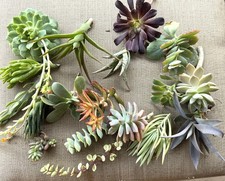 20 Assorted Succulent Cuttings- Large, Healthy Cuttings picture