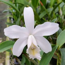 Cattleya harrisoniana var. alba RARE SPECIES WHITE ORCHID picture