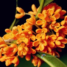 20 Seeds Osmanthus Fragrant Olive Sweet Gold Delicate Spicy Aroma Popular Plants picture