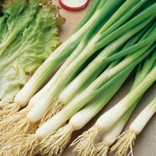 White Lisbon Onion Seeds | Scallion / Bunching | Non-GMO |  | 1073 picture