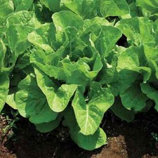 Jericho Romaine Lettuce Seeds, NON-GMO, Extremely Heat Tolerant,  picture