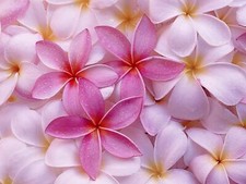 HAWAIIAN MIXED PLUMERIA FRANGIPANI PLANT CUTTINGS - FRAGRANT EASY TO GROW picture
