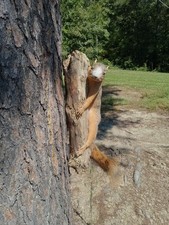 Taxidermy Large XL Fox Squirrel Wall Mount Animal Art Bobcat Coyote Driftwood  picture