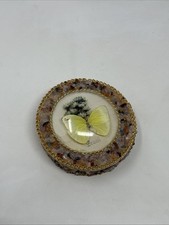 Vintage Real Butterfly Taxidermy Round Convex Glass Stone Box Brazil Brasil picture