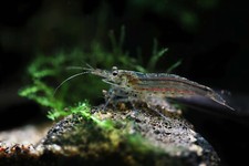 Amano Shrimp 10+ Algae Eater Freshwater USA SELLER  picture