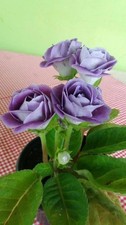 Rare Gloxinia flowers bulbs | dull purple flowers Pack of 2 Bulbs picture