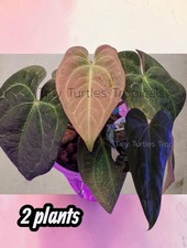 Anthurium Dark Hybrid Bundle: clones with foliage SHIPS from UNITED STATES picture