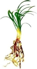 Mondo Dwarf Grass | Bare Root | Ophiopogon japonicus | Ornamental Grass picture