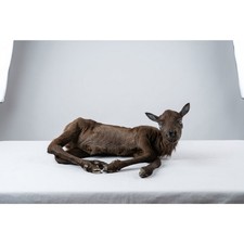 FH48B - Baby Caribou Full Body Taxidermy Mount picture