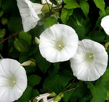Giant White Ipomoea Moonflower  Vine Seeds 5 SEEDS BUY (4) ITEMS  picture