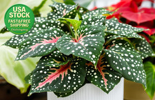 Caladium Bulbs for Planting Low Light Indoor Plant 2 Count Unique Colorful picture