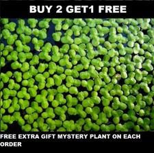 1000+ duckweed indoor grown live organic aquarium  BUY2GET1 FREE extra plant picture