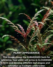 Hygrophila Pinnatifida Live Freshwater Aquarium Plants | BUY 2 GET 1 FREE picture