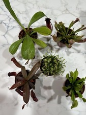 5 Pack of Assorted Carnivorous Plants 2” Potted Sarracinea, Dosera, Nepenthese + picture