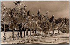 Winterwald Erzgebirge Germany Snowy Forest Landscape c1962 RPPC picture