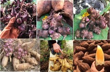 250g rhizome Of Smallanthus Sonchifolius Yacon Peruvian Ground Apple Crisp Sweet picture