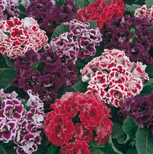 Sinningia speciosa Mix, Gloxinia Flowers Varieties - 10/20/50 picture