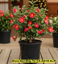 Yuletide Camellia in 3 Gal Pot Outdoor Flowering Gardxen Plant Starter Plant picture