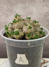 RARE Pachypodium Brevicaule not Ambongense Windsorii Cactus picture