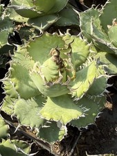 Sale RareCacti Agave Titanota 'Lace' Lighting mainten Garden Decor 10-12CM picture