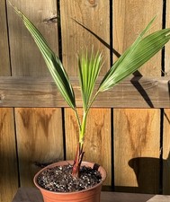 Mexican Fan Palm, Washingtonia Robusta 1 Gallon 14”+ 2-3 Year Old Palms picture