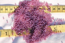 9/0 Vintage French Glass Opal Violet / Rose # 3 Seed Beads Crafts Jewelry/ 1oz picture