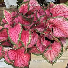 Caladium 'Florida Sweetheart' – Jumbo Bulb – Bright Pink Heart-Shaped Leaves picture