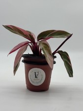 Stromanthe Triostar 4 inch Pot Sanguinea Indoor House Plant Live Plant picture