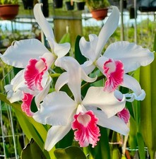 Cattleya purpurata var carnea x sibLG bloomomg size cattleya orchid species Rare picture