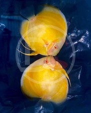 Pack of 2 Live  Discus Fish - Albino Yellow Cover  -  Size 3.5in - 4in picture