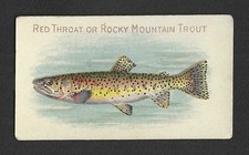 c1910s T58 Piedmont Tobacco Card - Fish Series - Red Throat Rocky Mountain Trout picture