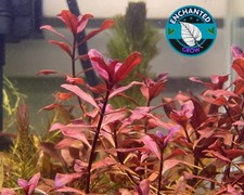 Ludwigia Palustris 'Super Red' (Natans Super Red) – 5 Stems Live Red Aquarium Pl picture