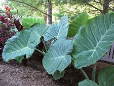 6 LIVE BULBS Colocasia gigantea Thailand Giant Thai Giant Elephant Ear Huge Leaf picture