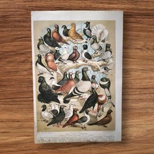 Antique 1891 Fancy Pigeons Birds Book Print Picture By A F Lydon Pigeon Bird Art picture