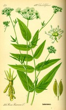100+ Organic Skirret Seeds (Sium sisarum) – Rare Heirloom Root Vegetable – Sweet picture