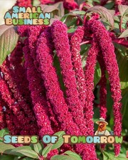 4000 Love Lies Bleeding Amaranth Seeds Organic Heirloom Non-GMO- With Bonus picture
