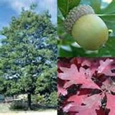CHEROKEE APPALACHIAN MOUNTAIN GROWN  WHITE OAK TREE (48) STARTER SEEDLINGS #STX picture