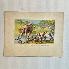 Antique 1857 Hand Colored Print Female Elephant Livingstone Africa picture